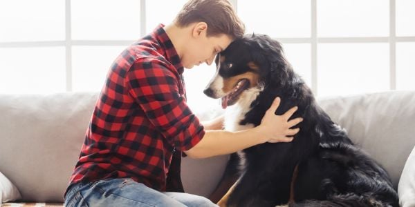 should-you-rehome-your-dog-preventive-vet